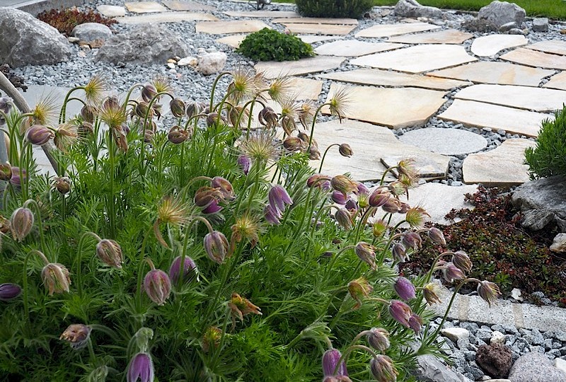 Trittplatten aus Naturstein mit Kiesfugen, Küchenschellen und Steingartenbepflanzung